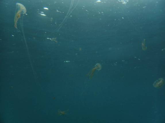 Mar infestado de águas-vivas em mergulho na Isla Isabel, em Galápagos